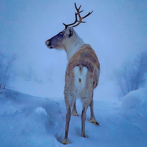 a reindeer in the snow